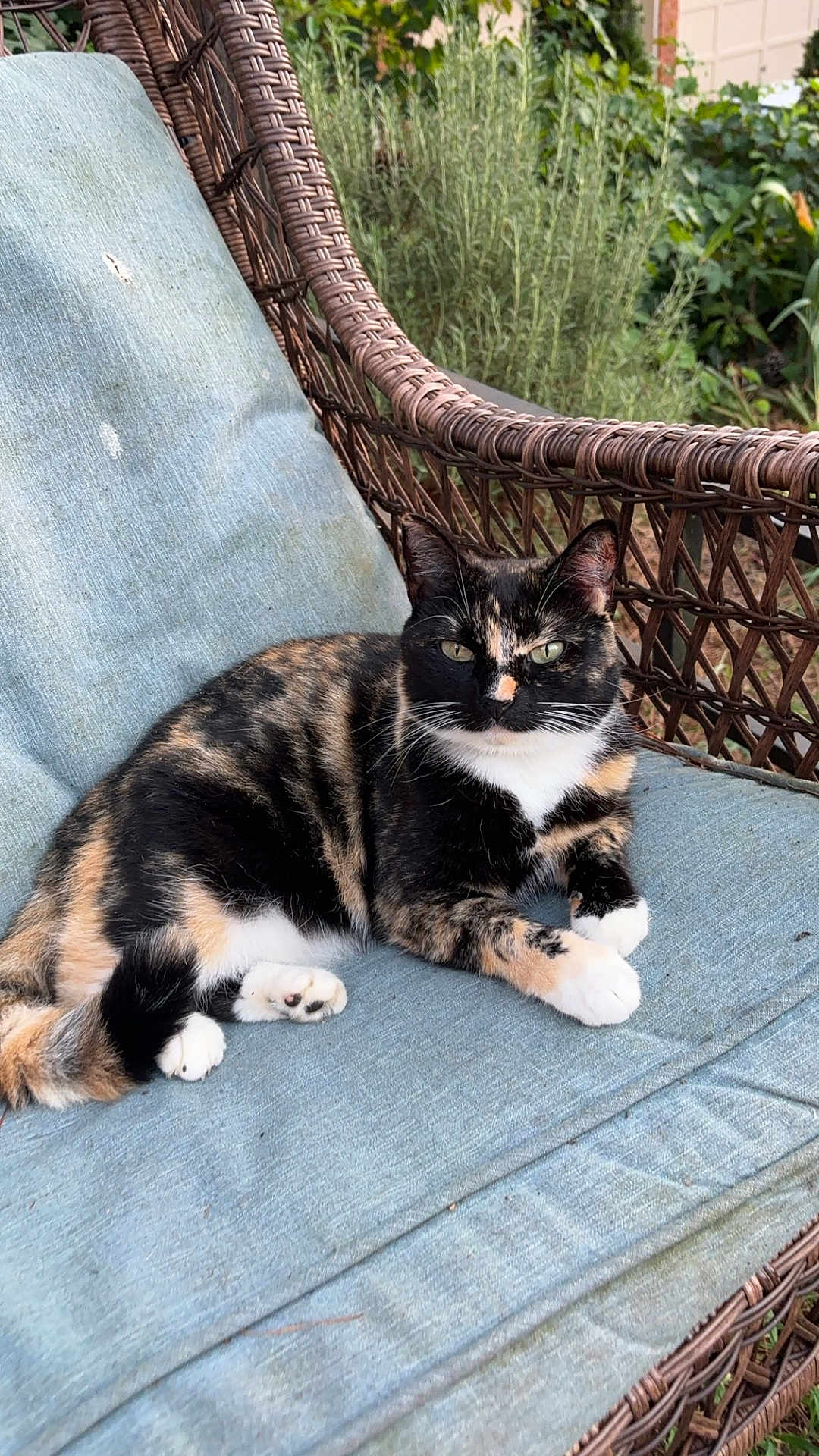 Cersei joined the competition — help win amazing prizes! cat, tortoiseshell_cat, animal, pet, feline, wicker_chair, blue_cushion, outdoor, garden, greenery, relaxed, resting, fur, whiskers, paws, nature, summer, daylight, cute, companion