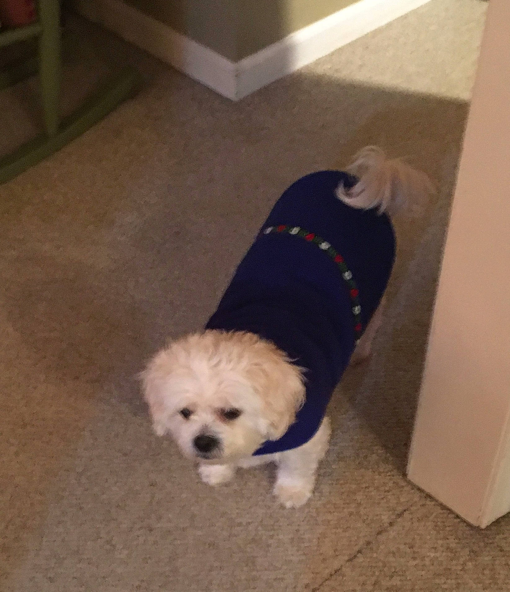 Sophie joined the competition — help win amazing prizes! bichon, canidae, carnivore, cockapoo, companion_dog, dog, dog_breed, dog_supply, flooring, fur, hardwood, labradoodle, poodle_crossbreed, shih_poo, small_terrier, sporting_group, tail, terrier, toy_dog, working_animal