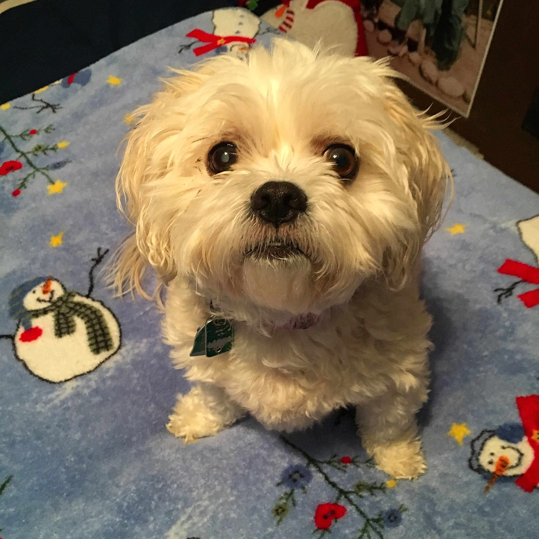 Sophie is registered to the contest to win money with this photo: biewer_terrier, canidae, carnivore, companion_dog, dog, dog_breed, fur, labradoodle, maltepoo, poodle_crossbreed, puppy_love, shih_poo, small_terrier, snout, sporting_group, terrier, toy_dog, water_dog, working_animal, yorkipoo