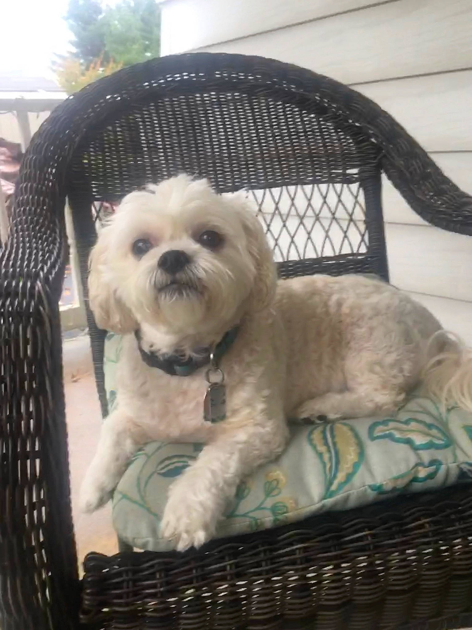 Sophie is registered to the contest to win money with this photo: canidae, carnivore, collar, comfort, companion_dog, dog, dog_breed, dog_collar, dog_supply, fawn, fur, pet_supply, puppy_love, small_terrier, snout, sporting_group, terrier, toy, toy_dog, working_animal