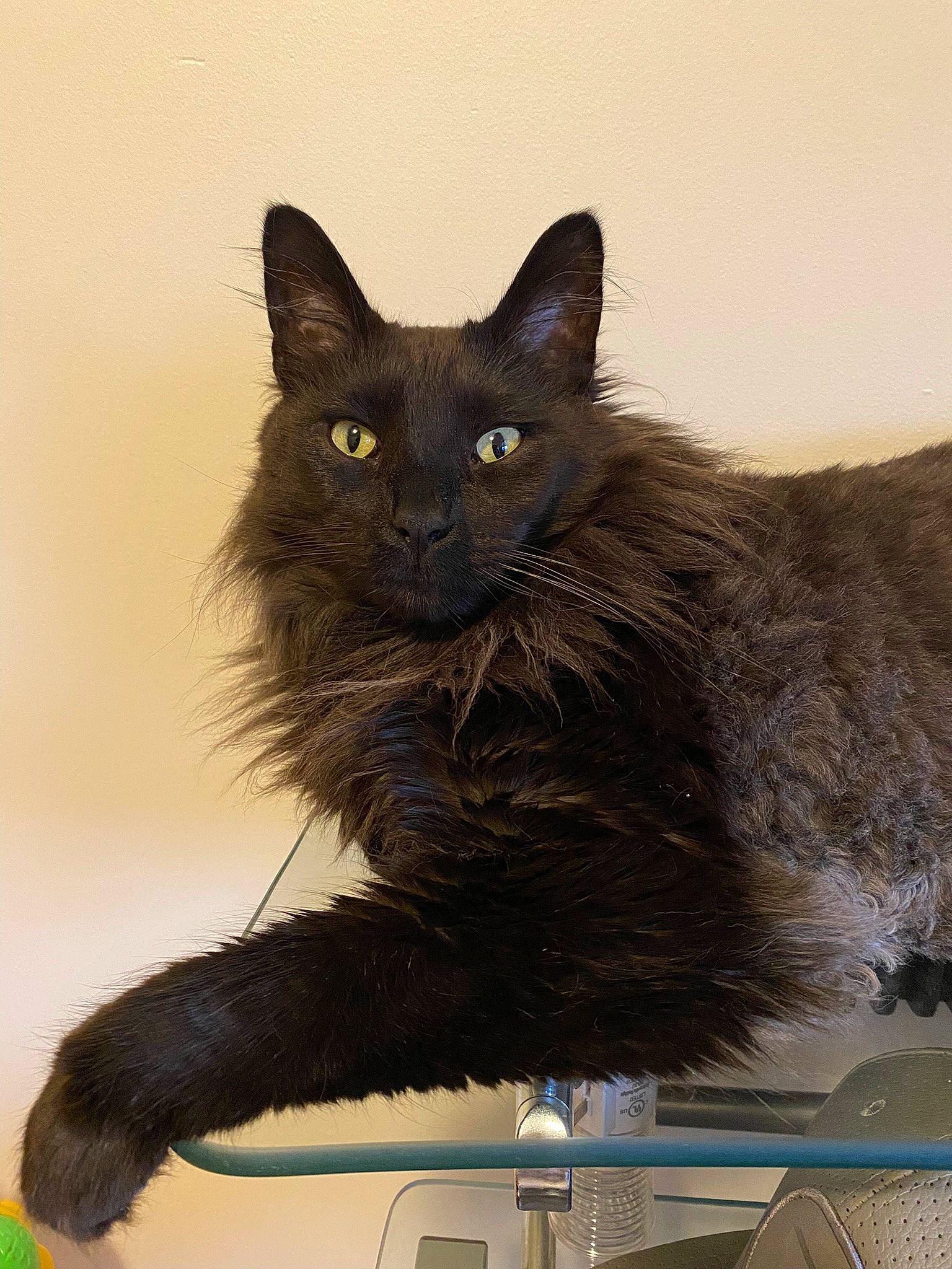 Batman is registered to the contest to win money with this photo: black_cat, bombay, carnivore, cat, cat_supply, claw, domestic_short_haired_cat, felidae, fur, iris, paw, small_to_medium_sized_cats, snout, tail, terrestrial_animal, whiskers, window