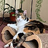 cat, calico, indoor, relaxing, scratcher, feline, pet, plant, carpet, fur, tail, paws, wood, home, cozy, animal, resting, domestic, cute, comfort