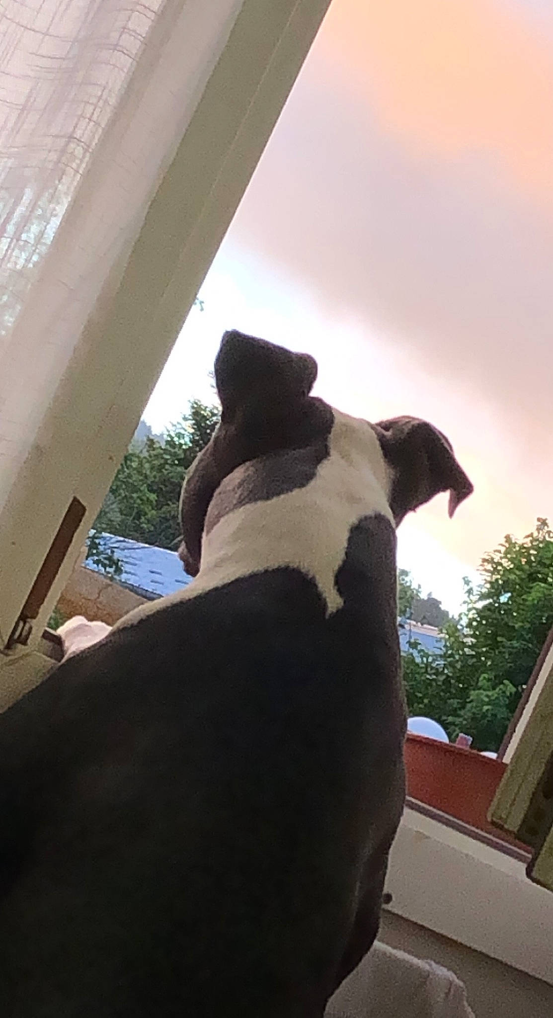 Sayanne a rejoint le concours — aidez-le/la à gagner de superbes lots ! carnivore, cloud, collar, companion_dog, daylighting, dog, dog_breed, fawn, grass, shade, sky, snout, sporting_group, sunlight, tail, terrestrial_animal, tints_and_shades, tree, wood, working_animal