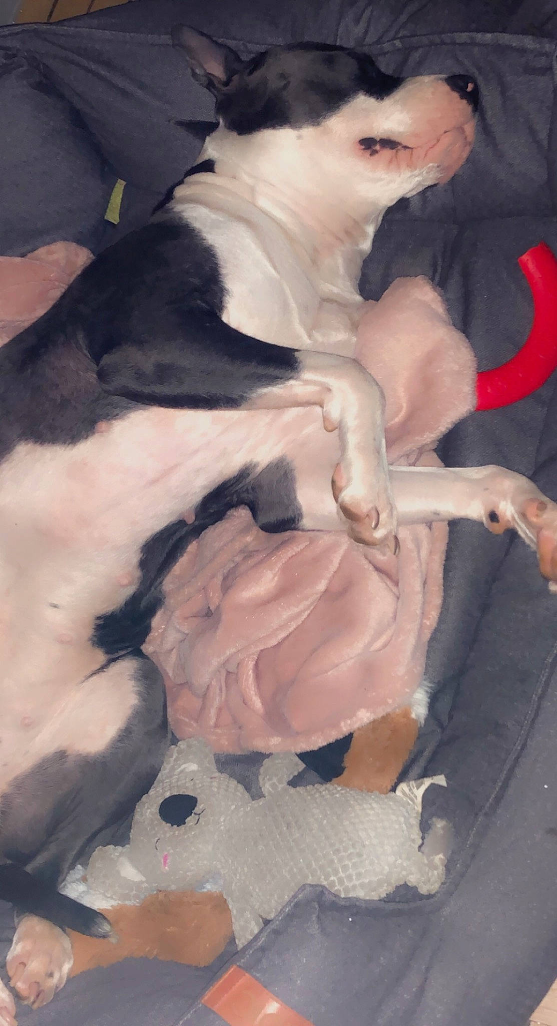 Sayanne a rejoint le concours — aidez-le/la à gagner de superbes lots ! art, chest, costume, dress, event, fashion_design, fictional_character, flesh, formal_wear, fur, fur_clothing, haute_couture, necklace, peach, pink, tail, vintage_clothing, wig, wing