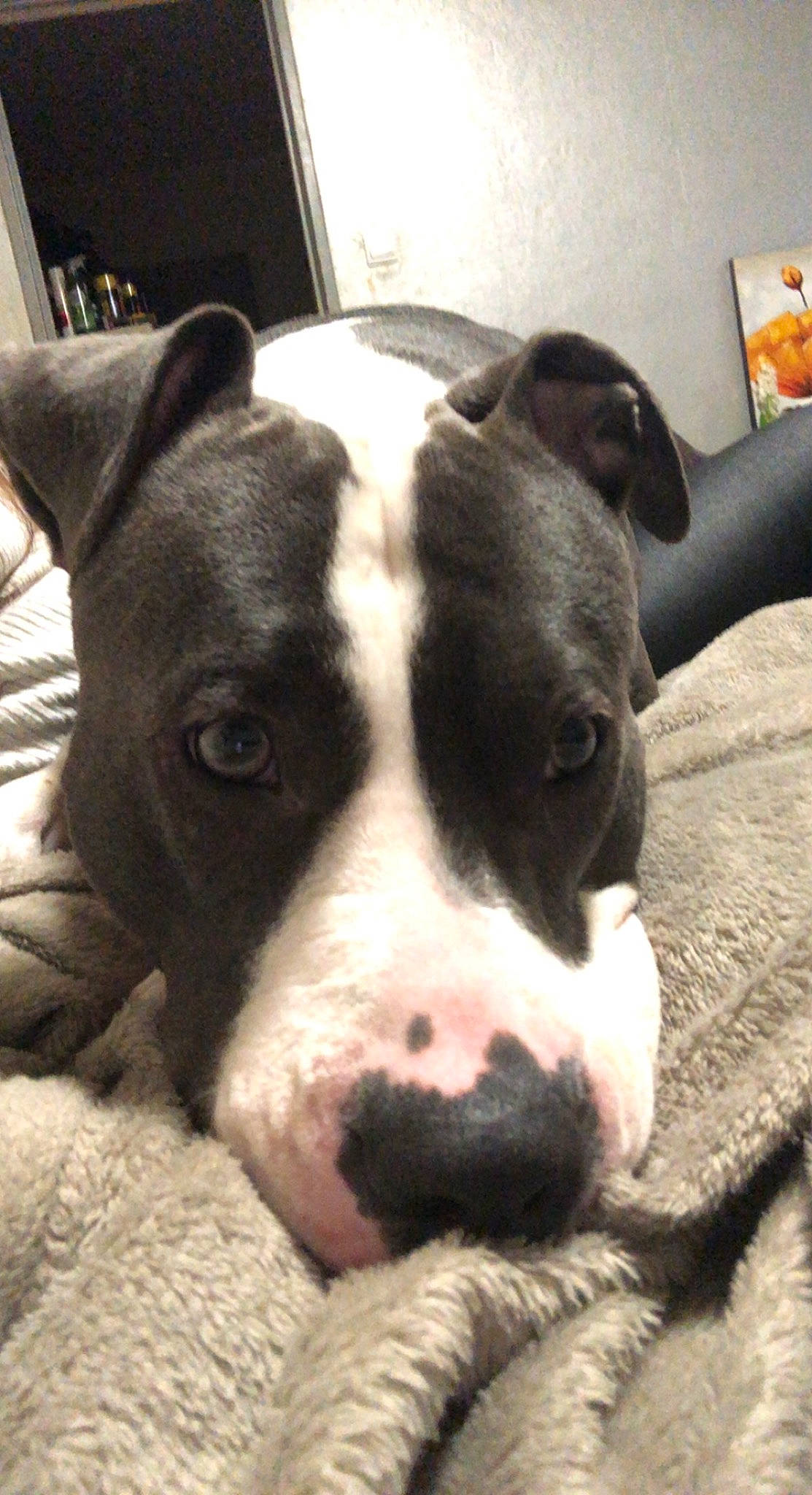 Sayanne a rejoint le concours — aidez-le/la à gagner de superbes lots ! canidae, carnivore, cloud, comfort, companion_dog, dog, dog_breed, fawn, flesh, livestock, metal, non_sporting_group, snout, sporting_group, terrestrial_animal, whiskers, working_animal