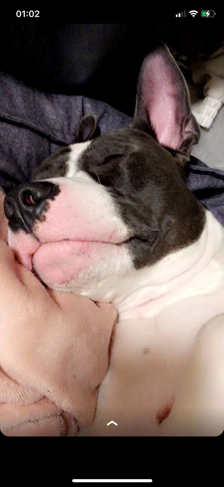 Sayanne a rejoint le concours — aidez-le/la à gagner de superbes lots ! boston_terrier, bulldog, canidae, carmine, carnivore, comfort, companion_dog, dog, dog_breed, ear, fawn, french_bulldog, fur, jaw, snout, sporting_group, toy_dog, whiskers, working_animal, wrinkle