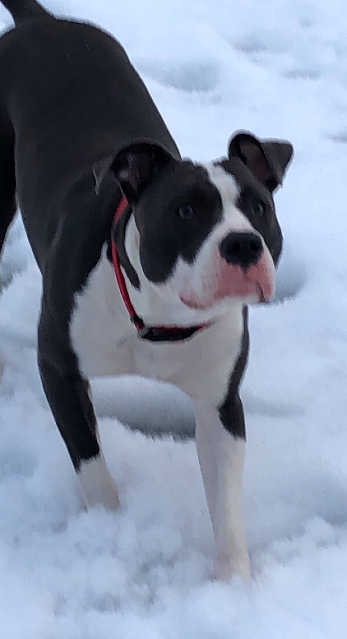 Saiyane participe au concours pour gagner de l'argent avec cette photo : canidae, carmine, carnivore, collar, companion_dog, dog, dog_breed, dog_collar, dog_supply, freezing, fur, human_body, leash, pet_supply, snout, snow, sporting_group, tail, winter, working_dog