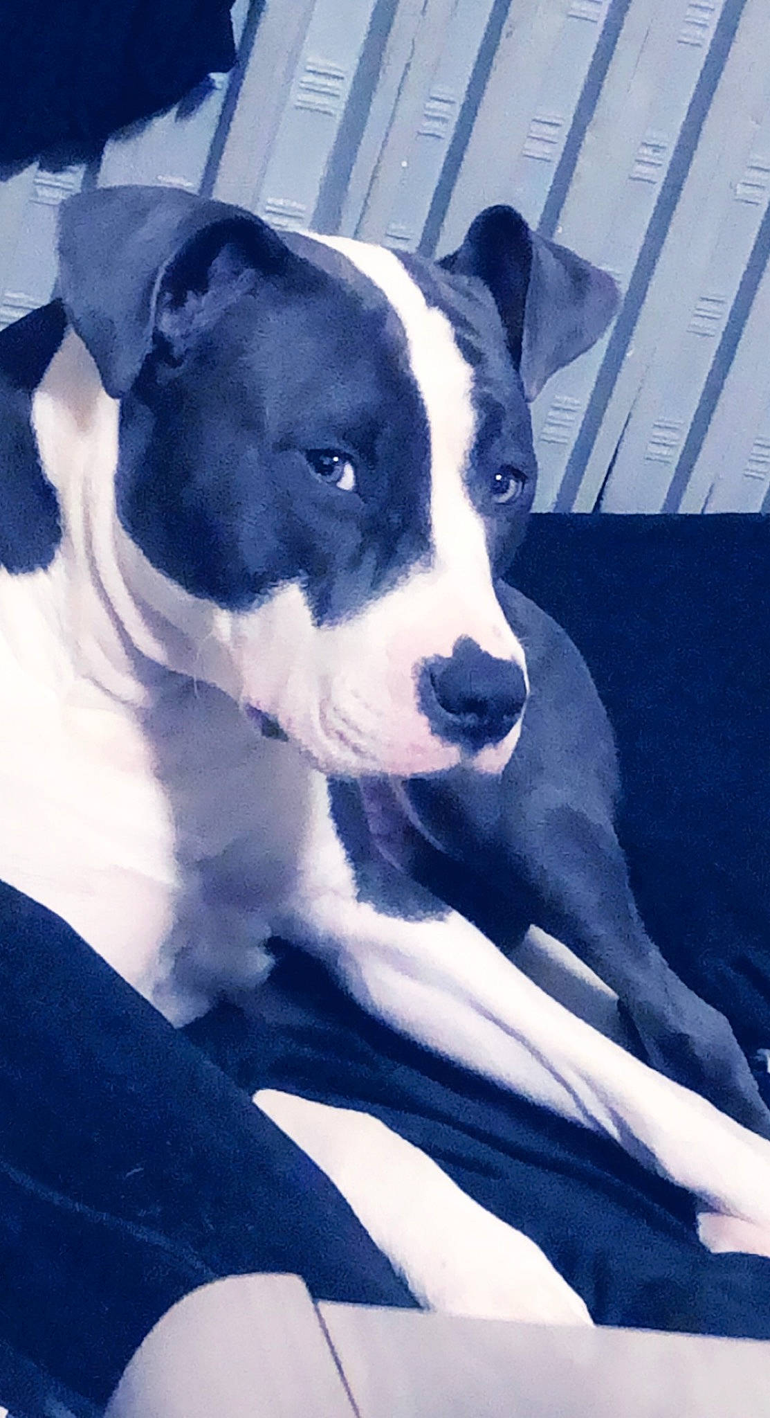 Saiyane a rejoint le concours — aidez-le/la à gagner de superbes lots ! carnivore, collar, companion_dog, dog, dog_breed, dog_collar, electric_blue, fawn, non_sporting_group, snout, sporting_group, terrestrial_animal, whiskers, window, working_animal, working_dog