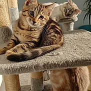 Akenõ a rejoint le concours — aidez-le/la à gagner de superbes lots ! cat, cats, kitten, cat_tree, feline, pet, indoor, cozy, sleeping, curious, fur, whiskers, playful, relaxed, animal, cute, home, soft_light, resting, tabby