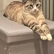Snow participe au concours pour gagner de l'argent avec cette photo : alert, animal, cat, cozy, cute, ears, feline, furniture, home, indoor, mammal, ottoman, paws, pet, relaxed, resting, stretching, striped, tabby, whiskers