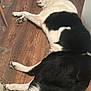 dog, black_and_white, sleeping, floor, wooden_floor, pet_bed, rug, tail, paw, indoors, resting, canine, fur, quiet, domestic_animal, companion, household, relaxing, nap, animal