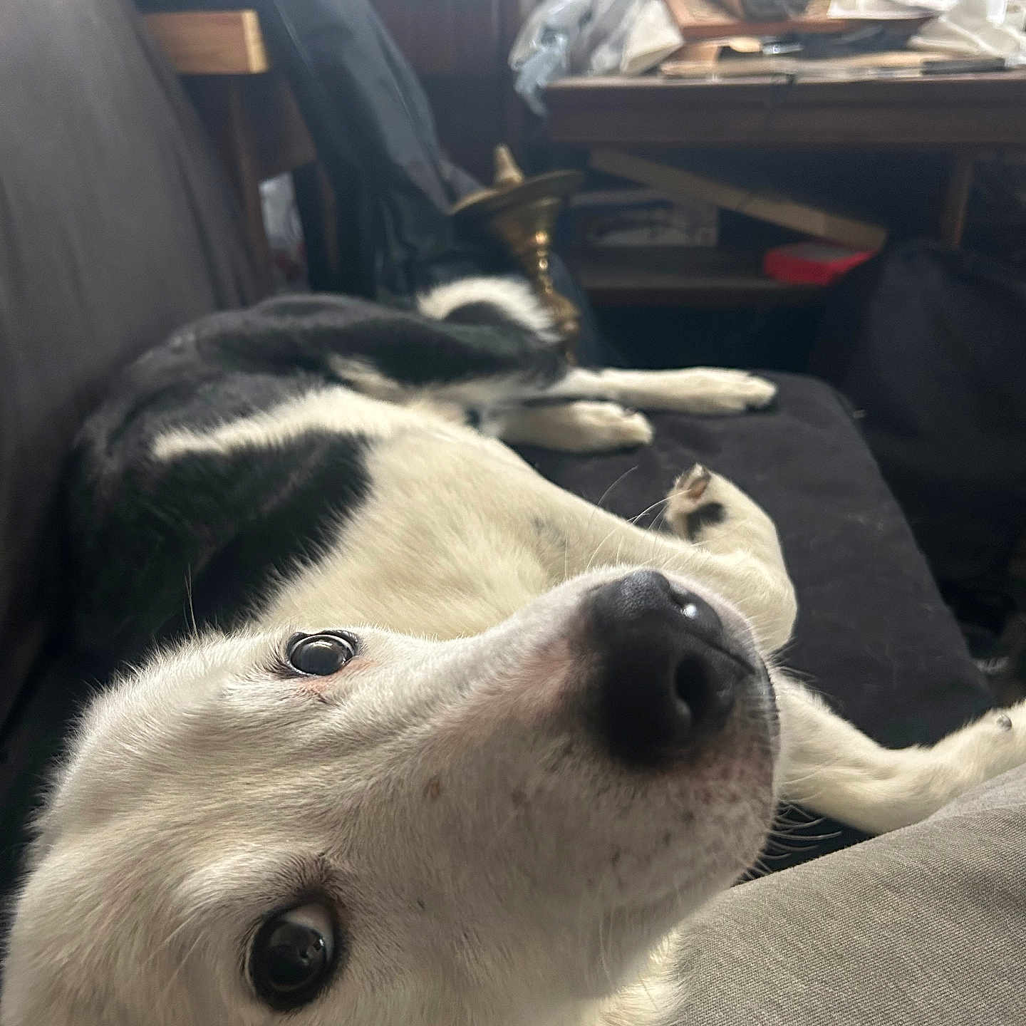Snow participe au concours pour gagner de l'argent avec cette photo : animal, black_and_white, couch, cozy, curious, dog, domestic, ears, eyes, fur, furniture, household, indoor, looking_up, lying_down, mammal, pet, relaxed, room, snout