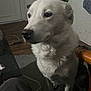 dog, white_dog, indoor, pet, animal, fur, sitting, household, furniture, chair, table, floor, door, coat, clothing, curtain, window, domestic, companion, waiting