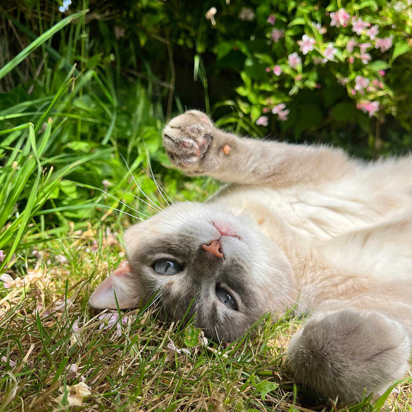 Mia participe au concours pour gagner de l'argent avec cette photo : animal, blue_eyes, cat, closeup, cute, flower, fur, garden, grass, greenery, mammal, nature, outdoor, paw, pet, playful, relaxed, resting, sunlight, whiskers