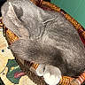 Emmy is registered to the contest to win money with this photo: cat, gray_cat, sleeping, basket, woven_basket, white_paws, cozy, indoor, table, holiday_decor, fabric, resting, pet, feline, cute, fur, animal, domestic_cat, close_up, nap