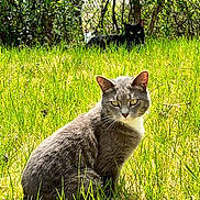 Emmy joined the competition — help win amazing prizes! cat, grey_cat, black_cat, grass, outdoor, sunlight, fence, greenery, nature, pets, animal, mammal, sitting, relaxed, daytime, fur, whiskers, ears, eyes, backyard