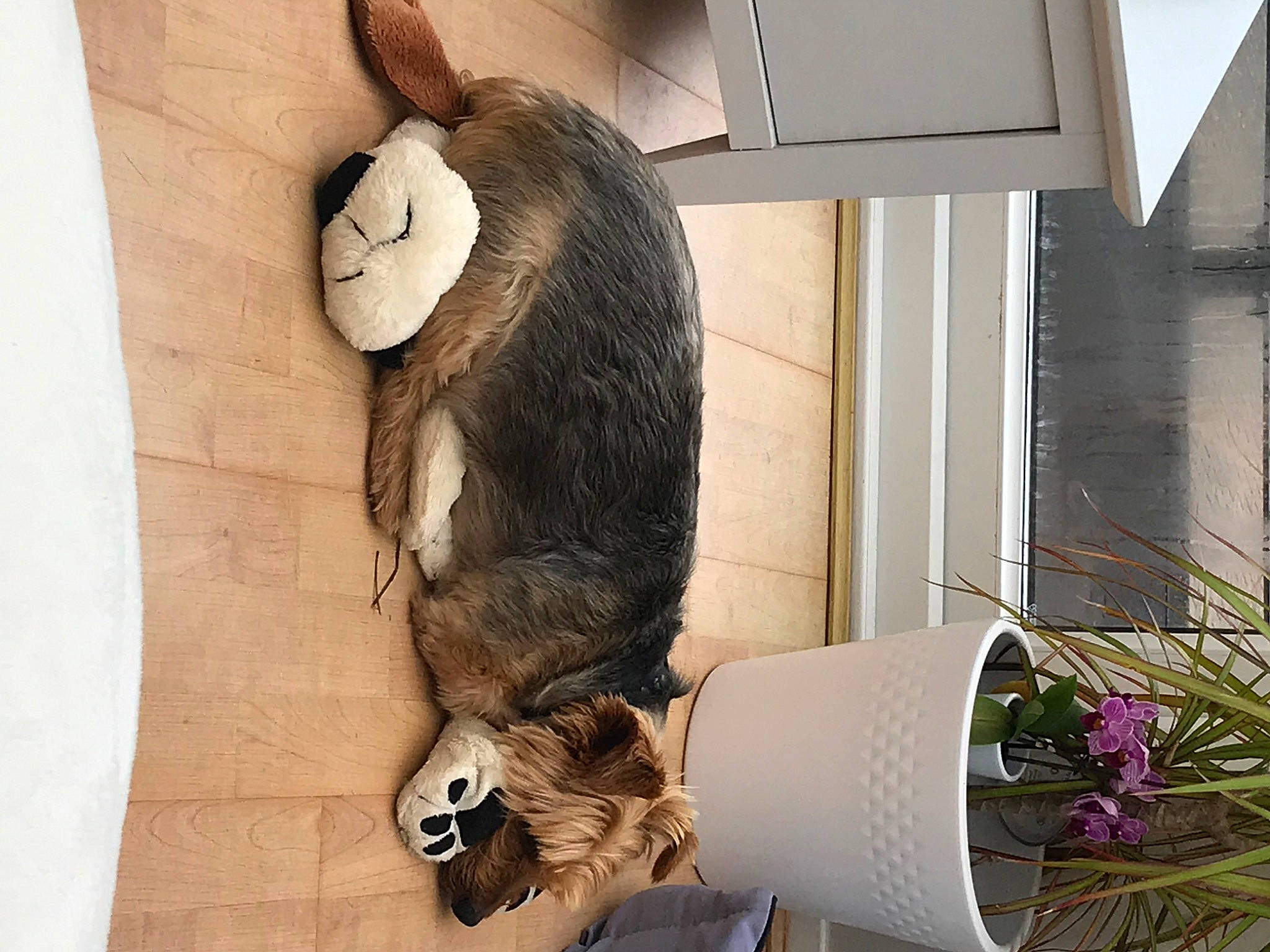 Max joined the competition — help win amazing prizes! domestic_rabbit, ear, rabbit, rabbits_and_hares, tail