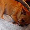 Spunks joined the competition — help win amazing prizes! animal, bed, blanket, brown_dog, companion, cozy, cute, dog, fur, furry, indoor, paw, pet, relaxed, resting, sleeping, small_dog, snug, soft, warm
