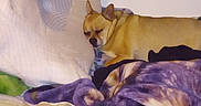 Spunks joined the competition — help win amazing prizes! animal, bed, blanket, canine, comfort, cozy, cute, dog, fur, home, indoor, peaceful, pet, pillow, quiet, relaxed, resting, sleeping, snuggle, tan_dog
