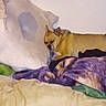 animal, bed, blanket, canine, comfort, cozy, cute, dog, fur, home, indoor, peaceful, pet, pillow, quiet, relaxed, resting, sleeping, snuggle, tan_dog
