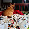 animal, bed, blanket, brown_dog, comfort, cozy, decor, dog, expression, fur, furniture, holiday_blanket, indoor, looking_back, patterned_blanket, pet, resting, sleeping_area, warm, wooden_bedframe