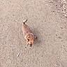 Spunks joined the competition — help win amazing prizes! alone, animal, brown_dog, canine, curious, daylight, dirt_path, dog, ears, fur, ground, looking_down, nature, outdoor, pathway, pets, quiet, small_dog, tail, walking