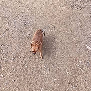 Spunks is registered to the contest to win money with this photo: alone, animal, brown_dog, canine, curious, daylight, dog, ears, earth, fur, gravel, ground, nature, outdoor, pet, quiet, sand, small_dog, tail, walking