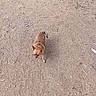 alone, animal, brown_dog, canine, curious, daylight, dog, ears, earth, fur, gravel, ground, nature, outdoor, pet, quiet, sand, small_dog, tail, walking