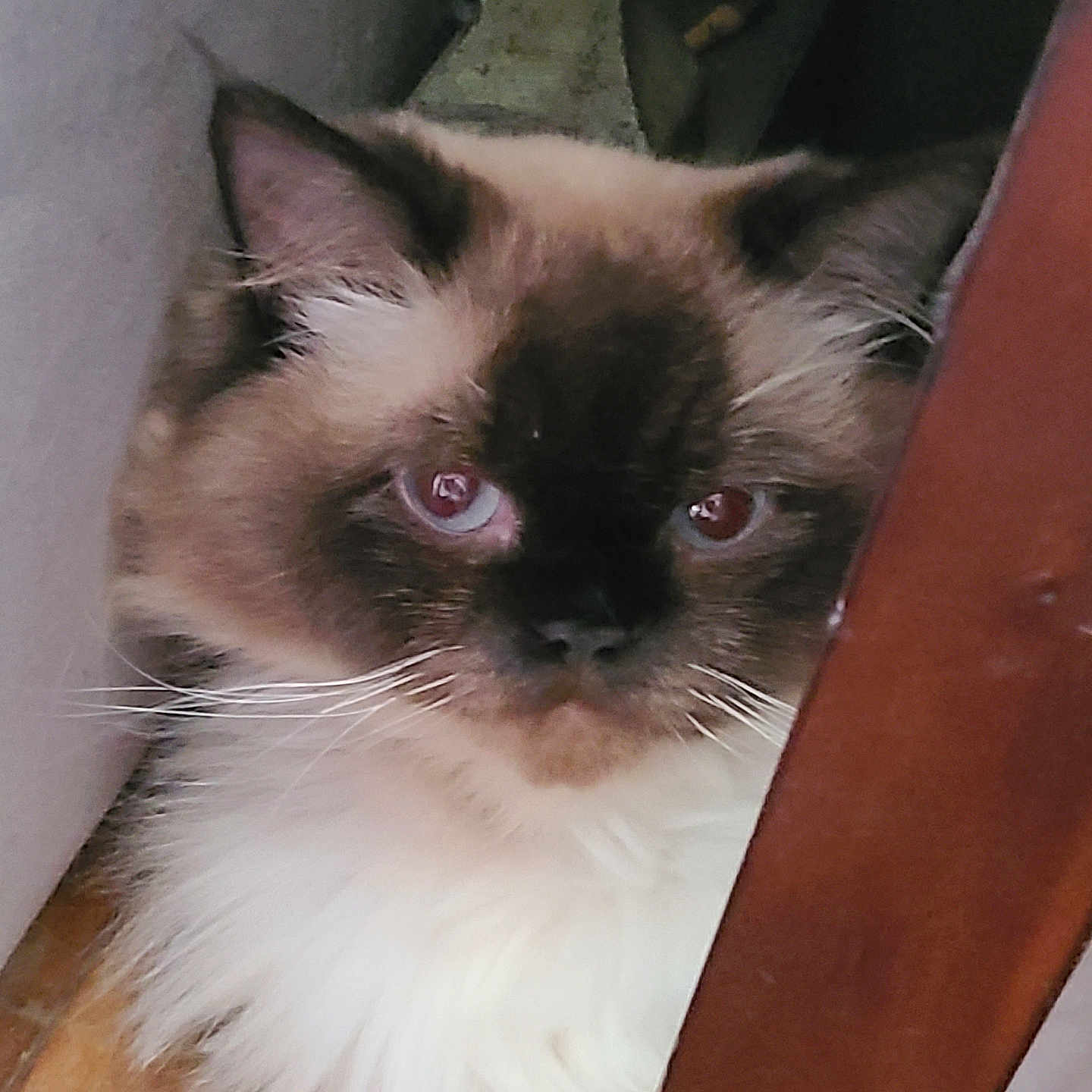 Seymour Buttons is registered to the contest to win money with this photo: animal, blue_eyes, brown, cat, chair_leg, close_up, curious, domestic, face, feline, fluffy, fur, indoor, looking, mammal, pet, sitting, whiskers, white, wooden_floor