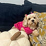 Coco joined the competition — help win amazing prizes! dog, small_dog, pink_sweater, pink_bows, fluffy, puppy, couch, pillow, floral_pattern, yellow_pillow, plush_pumpkin, white_pumpkin, cozy, indoor, pet, animal, cute, relaxed, soft_texture, home_decor