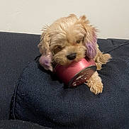 Coco joined the competition — help win amazing prizes! animal, canine, chewing, couch, cozy, cute, dog, domestic, fluffy, furniture, household, indoor, light_fur, pet, pink_object, puppy, purple_ears, relaxed, resting, small_dog