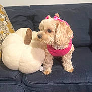 Coco joined the competition — help win amazing prizes! dog, puppy, small_dog, pink_clothing, bow, plush_pumpkin, couch, blue_couch, indoor, pet, furniture, decor, soft_texture, curly_fur, cute, animal, domestic_animal, home, living_room, toy