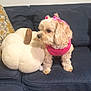 dog, puppy, small_dog, pink_clothing, bow, plush_pumpkin, couch, blue_couch, indoor, pet, furniture, decor, soft_texture, curly_fur, cute, animal, domestic_animal, home, living_room, toy