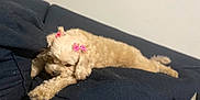 Coco joined the competition — help win amazing prizes! dog, couch, bow, pet, resting, indoor, fur, sleeping, animal, relaxing, cozy, home, cute, pink, small_dog, curly_fur, domestic_animal, canine, furniture, laying_down