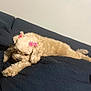 dog, couch, bow, pet, resting, indoor, fur, sleeping, animal, relaxing, cozy, home, cute, pink, small_dog, curly_fur, domestic_animal, canine, furniture, laying_down