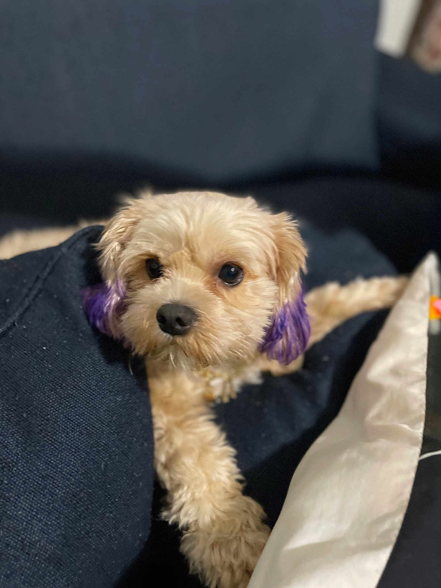 Coco joined the competition — help win amazing prizes! dog, puppy, fluffy, cream_colored, purple_ears, couch, indoor, pet, animal, cute, relaxed, fur, small_dog, domestic_animal, snout, eyes, paw, fur_texture, companion, home