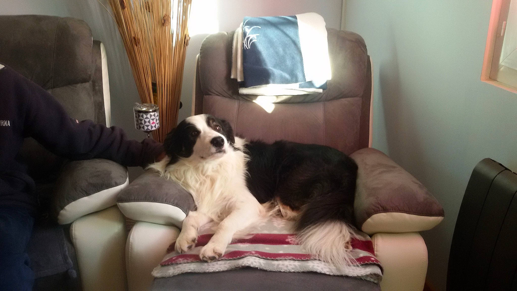 Peppone participe au concours pour gagner de l'argent avec cette photo : canidae, carnivore, chair, comfort, companion_dog, couch, dog, dog_breed, door, fur, gun_dog, king_charles_spaniel, landseer, living_room, room, sitting, spaniel, sporting_group, toy_dog, working_animal