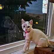 Athena joined the competition — help win amazing prizes! cat, white_cat, pet, animal, feline, collar, bell, pink_collar, sitting, window, windowsill, indoor, night, reflection, glass, furry, whiskers, ears, portrait, home