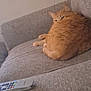 Cheeto is registered to the contest to win money with this photo: animal, cat, comfort, couch, cozy, domestic, feline, furniture, household, indoor, lazy, living_room, orange_tabby, pet, relaxed, remote_control, resting, sleepy, soft, tabby