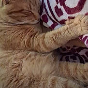 Cheeto joined the competition — help win amazing prizes! animal, blanket, cat, close_up, comfort, cozy, cute, domestic_cat, feline, fur, indoor, napping, orange_cat, patterned_blanket, paw, pet, relaxation, resting, sleeping, whiskers