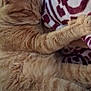 animal, blanket, cat, close_up, comfort, cozy, cute, domestic_cat, feline, fur, indoor, napping, orange_cat, patterned_blanket, paw, pet, relaxation, resting, sleeping, whiskers