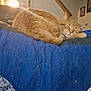 blanket, cat, comfort, cozy, domestic, feline, framed_photos, furniture, home, indoor, lamp, orange_tabby, pet, quilt, relaxation, resting, sleeping, staircase, wall, warm_light