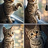 animal, bokeh, brown, cat, cute, domestic, feline, fur, indoor, looking_up, paw, pet, playful, portrait, soft_light, striped, tabby, whiskers, window, young