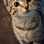 Nala joined the competition — help win amazing prizes! cat, tabby, pet, animal, fur, whiskers, ears, eyes, cute, looking_up, domestic_cat, indoor, floor, stripes, mammal, feline, young_cat, curious, closeup, portrait