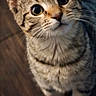 cat, tabby, pet, animal, fur, whiskers, ears, eyes, cute, looking_up, domestic_cat, indoor, floor, stripes, mammal, feline, young_cat, curious, closeup, portrait