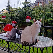 Mounou a rejoint le concours — aidez-le/la à gagner de superbes lots ! cat, white_cat, marble_table, pine_tree, decorations, red_mushroom_ornaments, outdoor, garden, rainy, fence, house, greenery, plants, table_leg, animal, pet, nature, overcast, curious, sitting