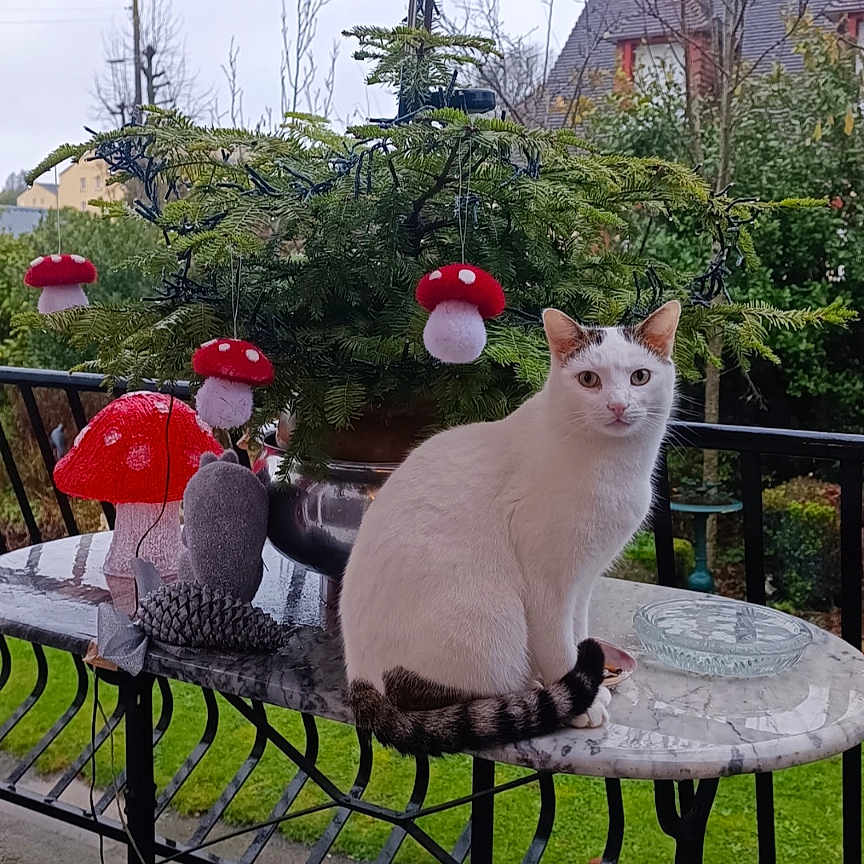 Mounou a rejoint le concours — aidez-le/la à gagner de superbes lots ! animal, cat, curious, decorations, fence, garden, greenery, house, marble_table, nature, outdoor, overcast, pet, pine_tree, plants, rainy, red_mushroom_ornaments, sitting, table_leg, white_cat
