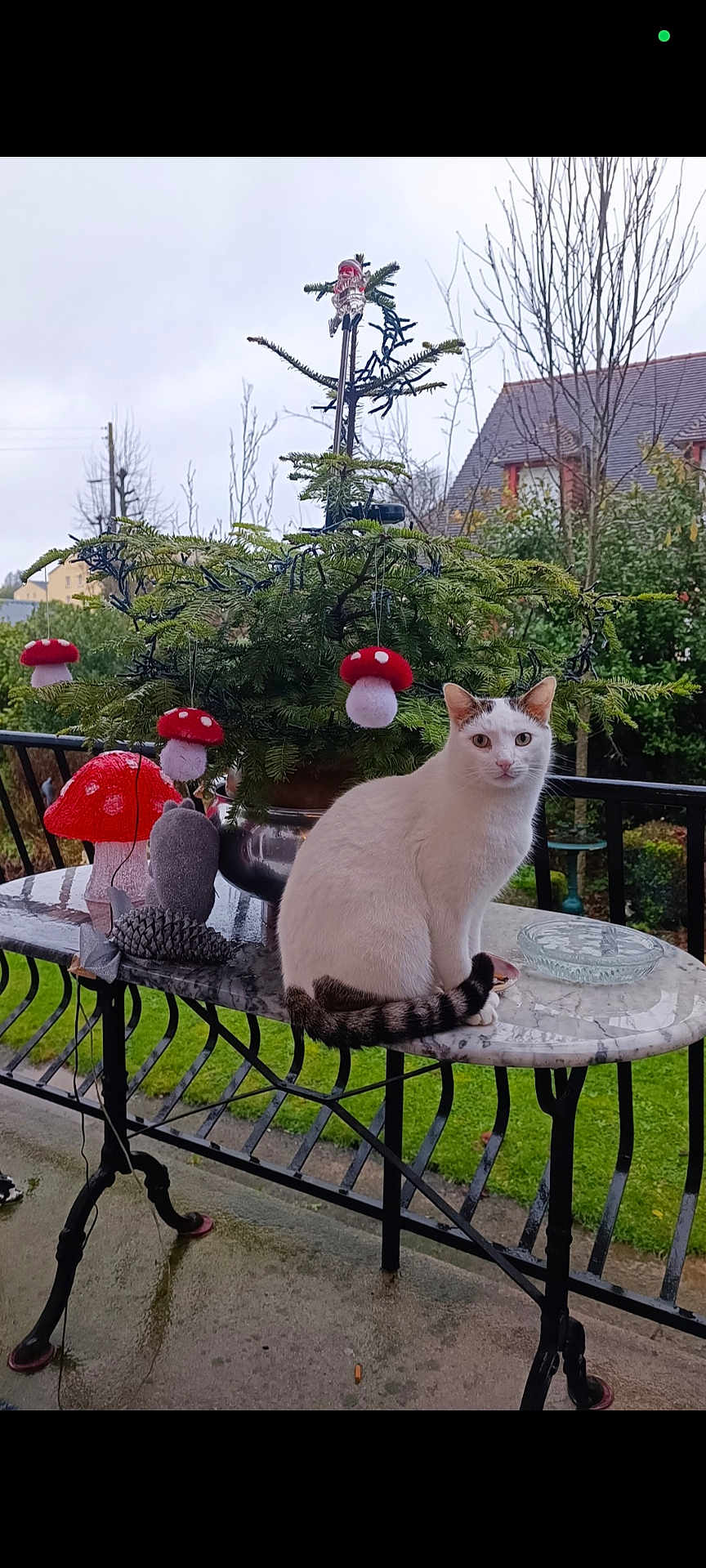 Mounou a rejoint le concours — aidez-le/la à gagner de superbes lots ! cat, white_cat, marble_table, pine_tree, decorations, red_mushroom_ornaments, outdoor, garden, rainy, fence, house, greenery, plants, table_leg, animal, pet, nature, overcast, curious, sitting