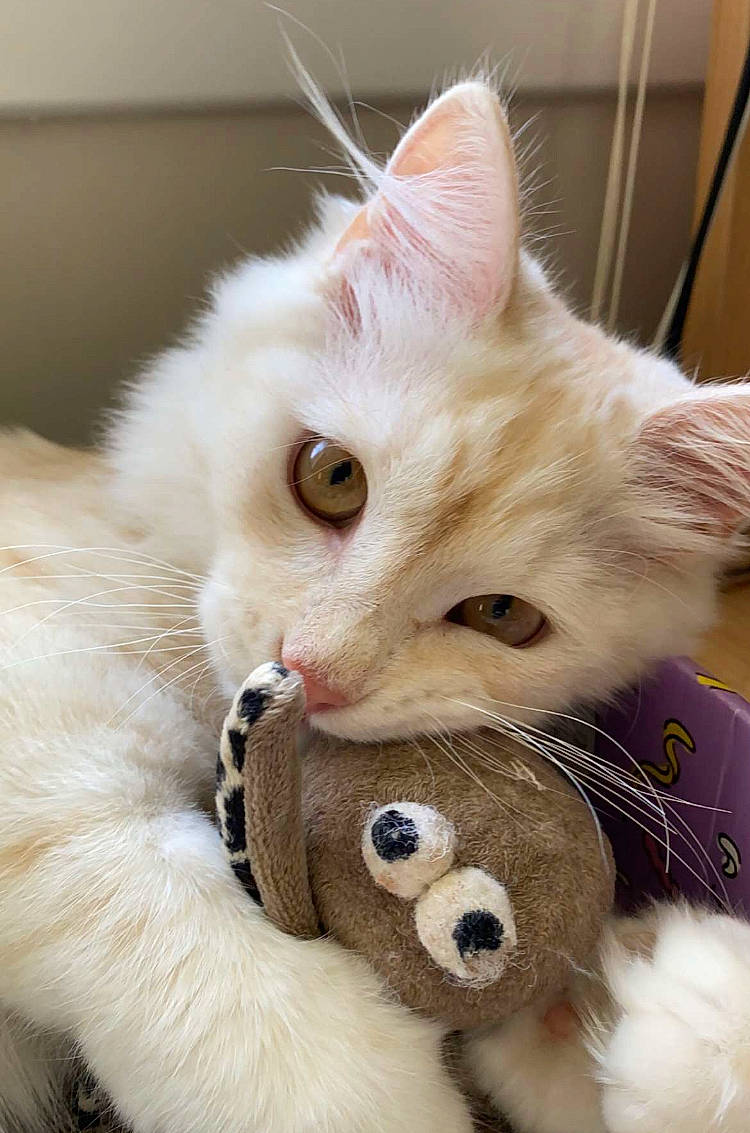 Gus joined the competition — help win amazing prizes! carnivore, cat, companion_dog, domestic_short_haired_cat, ear, eye, eyelash, fawn, felidae, fur, head, iris, mammal, nose, paw, small_to_medium_sized_cats, snout, tail, terrestrial_animal, whiskers