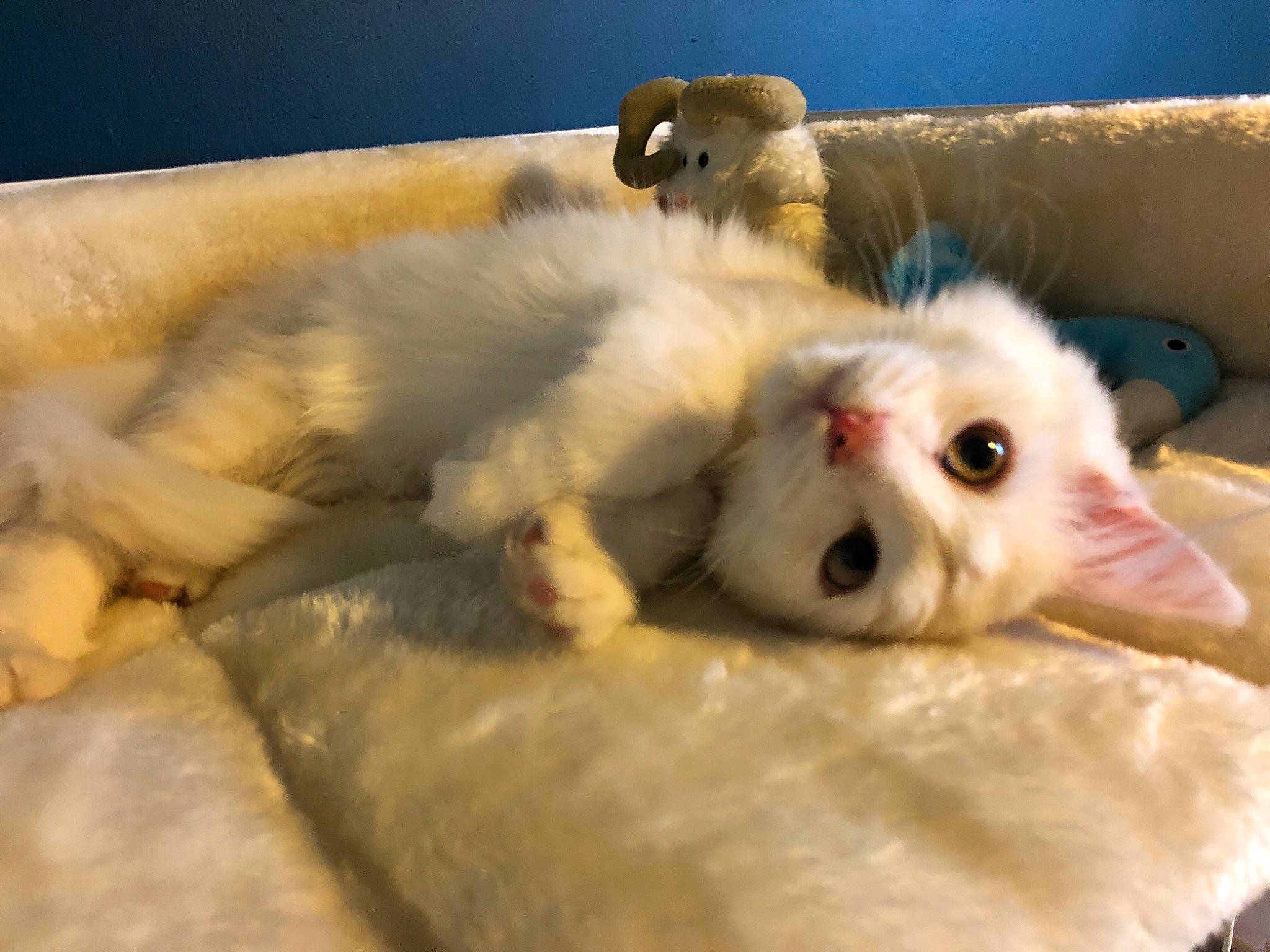 Gus is registered to the contest to win money with this photo: canidae, carnivore, cat, cat_bed, claw, comfort, companion_dog, couch, dog_breed, domestic_short_haired_cat, fang, fawn, felidae, fur, paw, small_to_medium_sized_cats, snout, tail, terrestrial_animal, whiskers